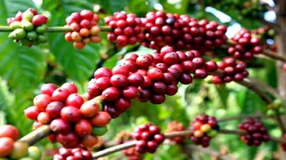 Sự tích cây cà phê - Đọc truyện cổ tích Việt Nam hay chọn lọc