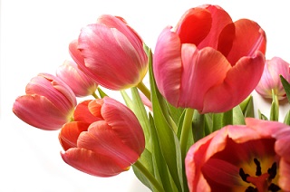 su tich hoa tulip
